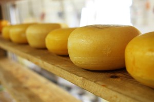 Runder Käse aus Holland