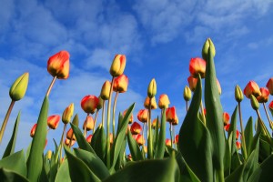 Tulpen aus der Froschperspektive