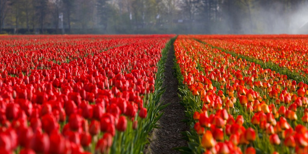 Tulpen Feld